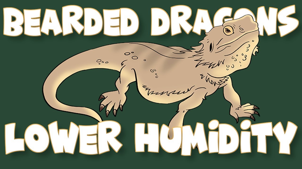 How to Lower Humidity In Bearded Dragon Tanks