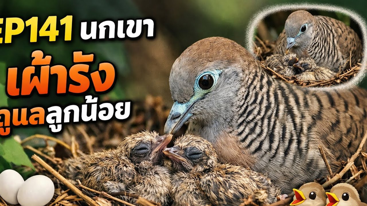 EP141 นกเขา This close-up footage captures the intimate moments of a Zebra Dove tending to its nest.