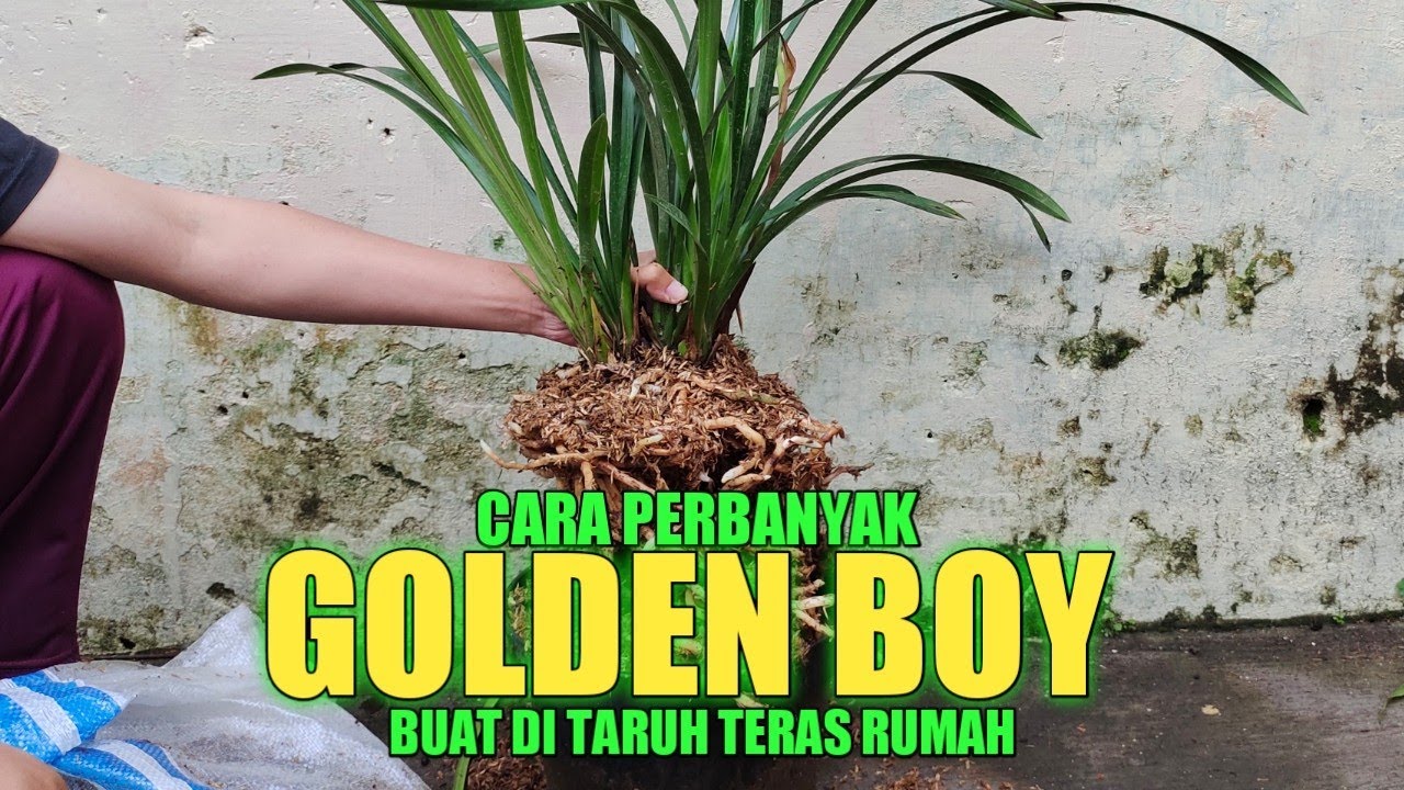 DIJAMIN BISA ❗CARA MUDAH DAN AMAN PERBANYAK PLANT CYMBIDIUM GOLDEN BOY.