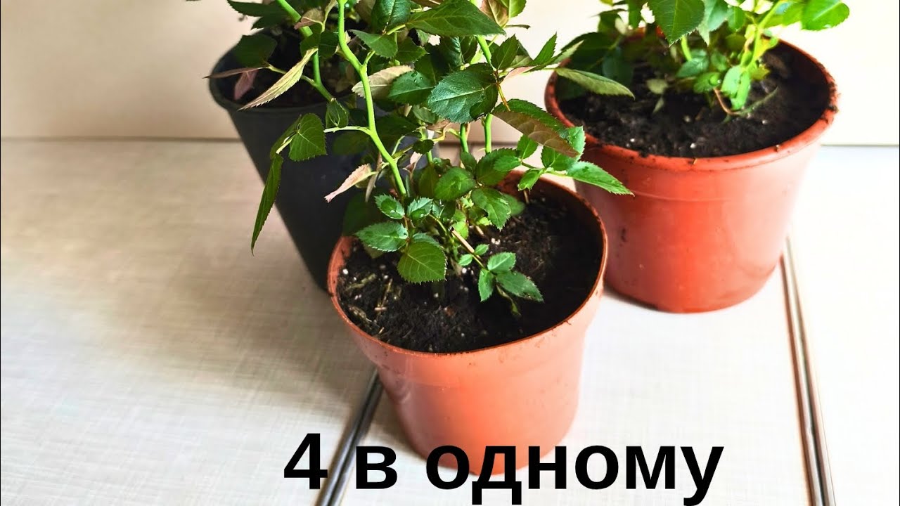 Розібрала подарований букет.