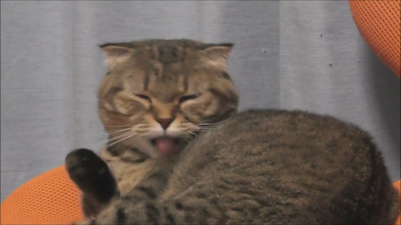 Short-Leg Cute Cat, Munchkin, Is Grooming Herself Look Delicious　（りんたん、美味しいの？）