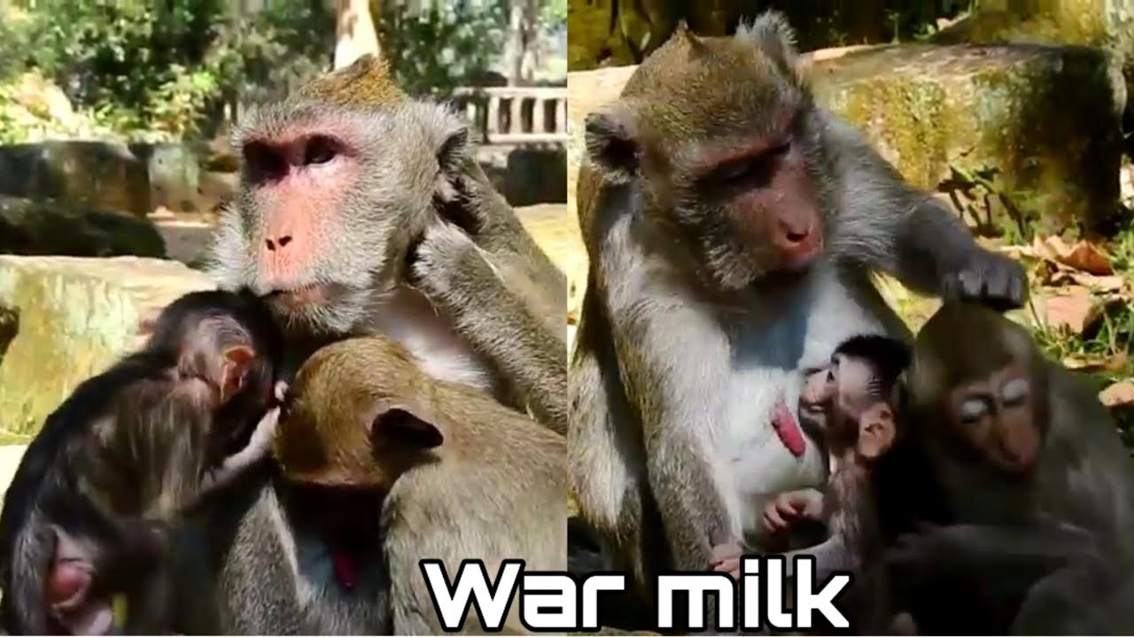 NO MILK ! NO MILK ! TOP JEALOUS MONKEY JANET STILL REQUEST MILK, FINALLY JANET WAS KNOCK BY MOM JANE