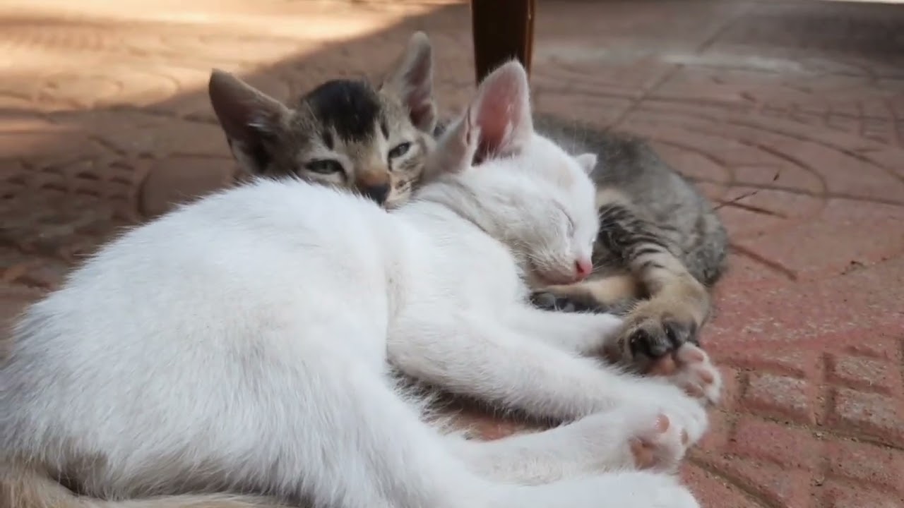 A den of purring  kittens