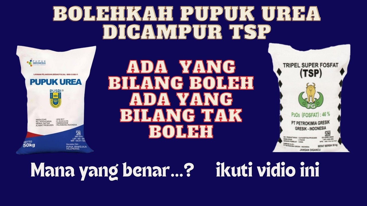 REAKSI PUPUK UREA SAAT DICAMPUR TSP