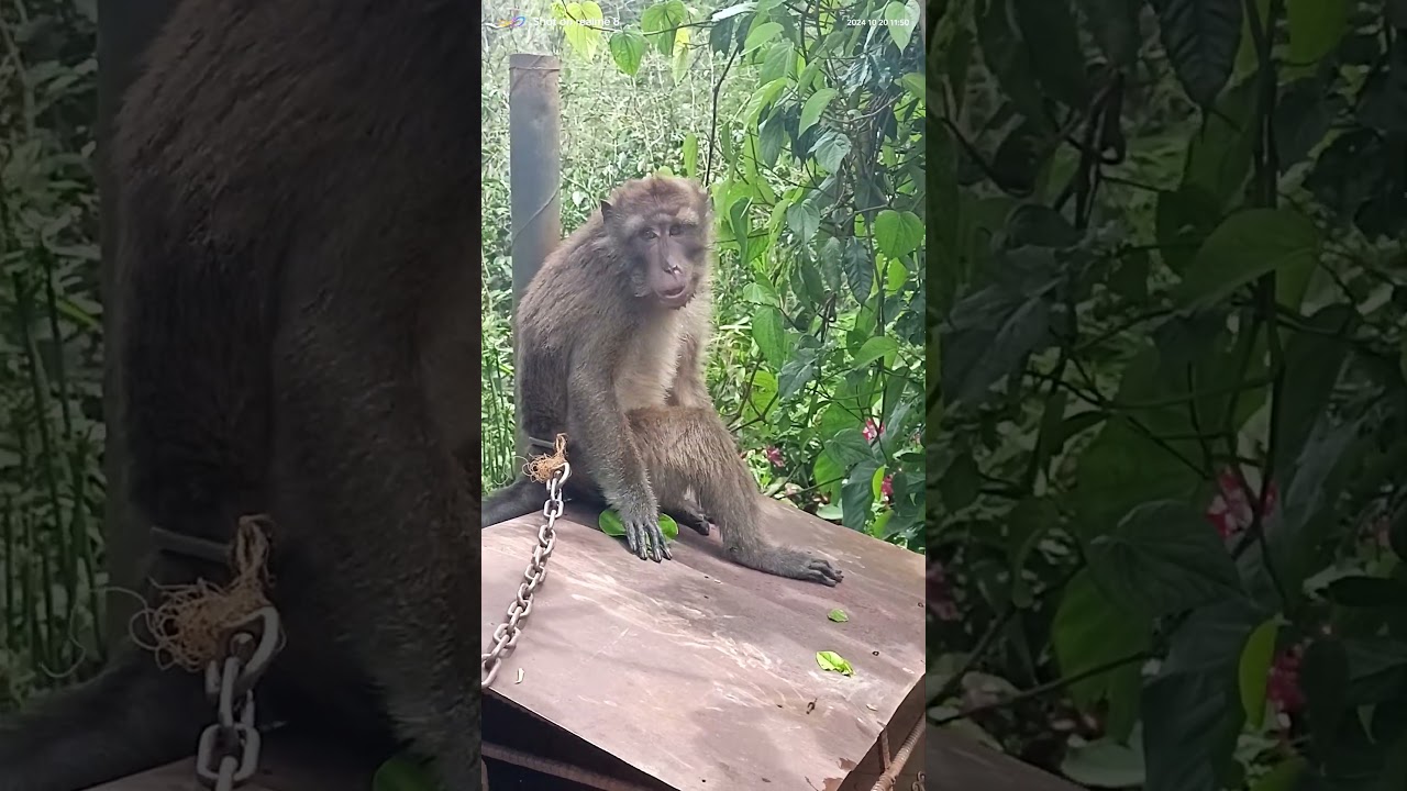 monkey eating leaves .. #viewers #animals