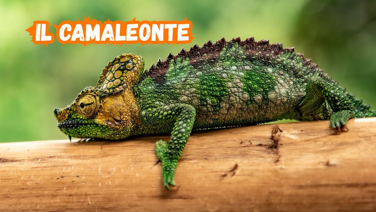 I segreti incredibili del camaleonte!