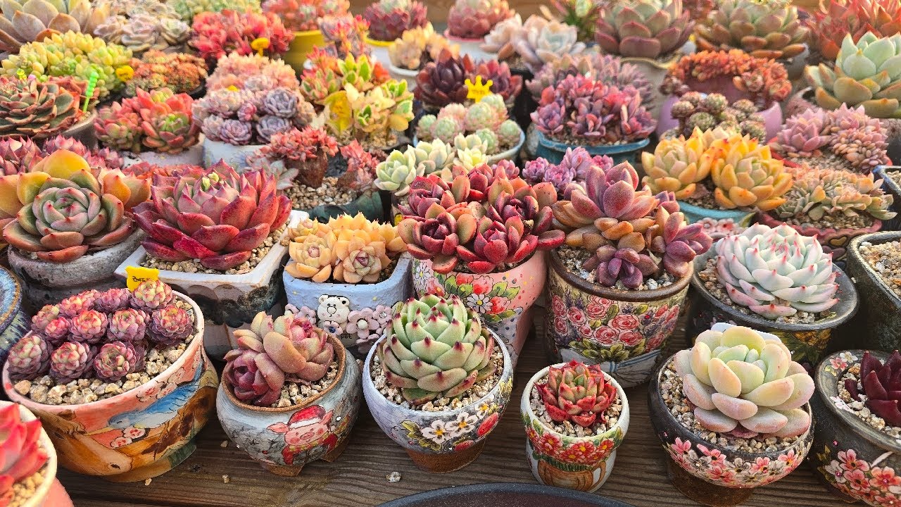⭐봄이 왔어요🌸⭐ 라이브 방송