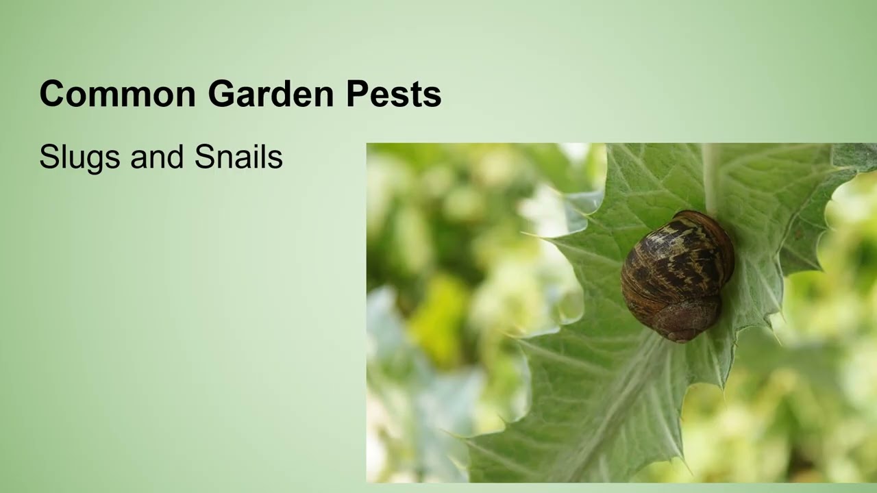 Common Pests and Diseases in the Garden
