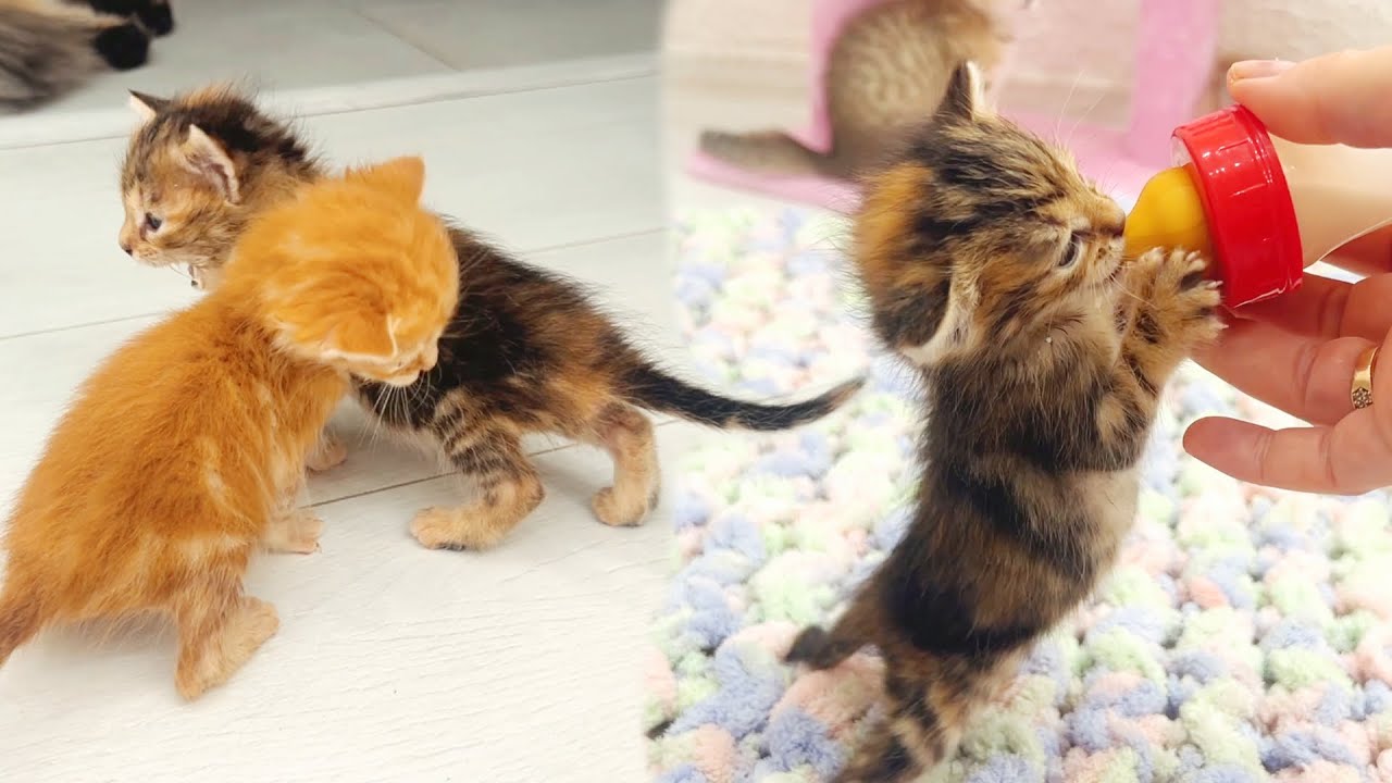 Милые котята пьют молоко и исследуют свою комнату