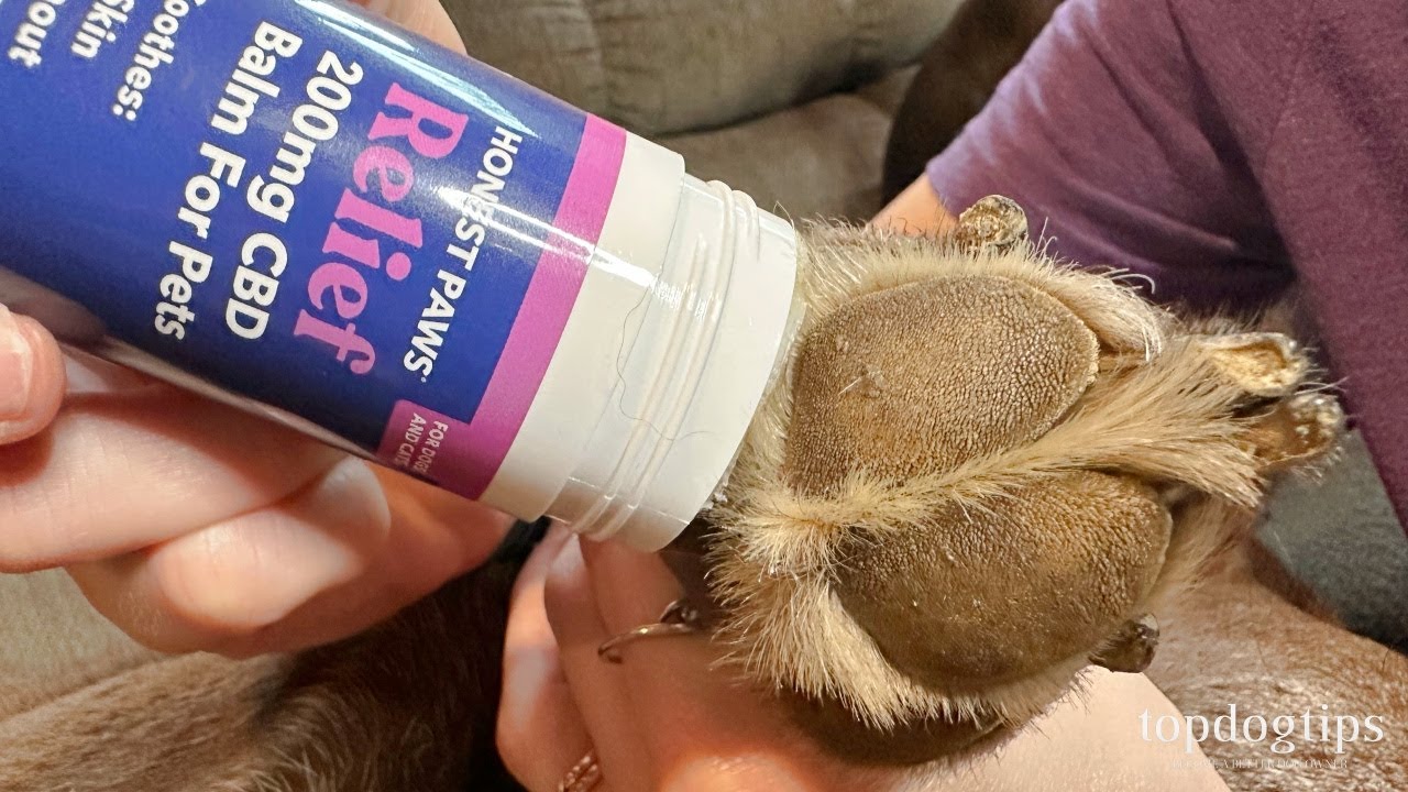 Review: Honest Paws CBD Relief Balm for Dogs