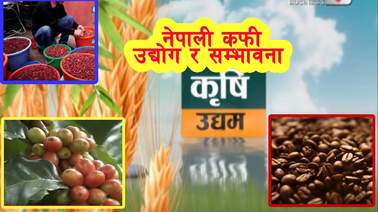 NEPALI COFFEE INDUSTRY AND ITS POTENTIALITY ll HIMALAYAN ARABICA  COFFEE ll DR.RAJ KUMAR BANJARA ll