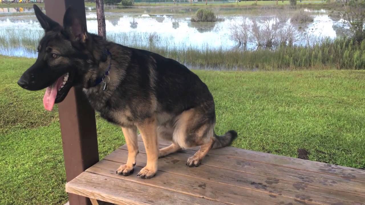 11mo GSD 