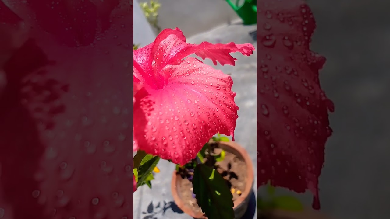 (China Rose Plant) 
