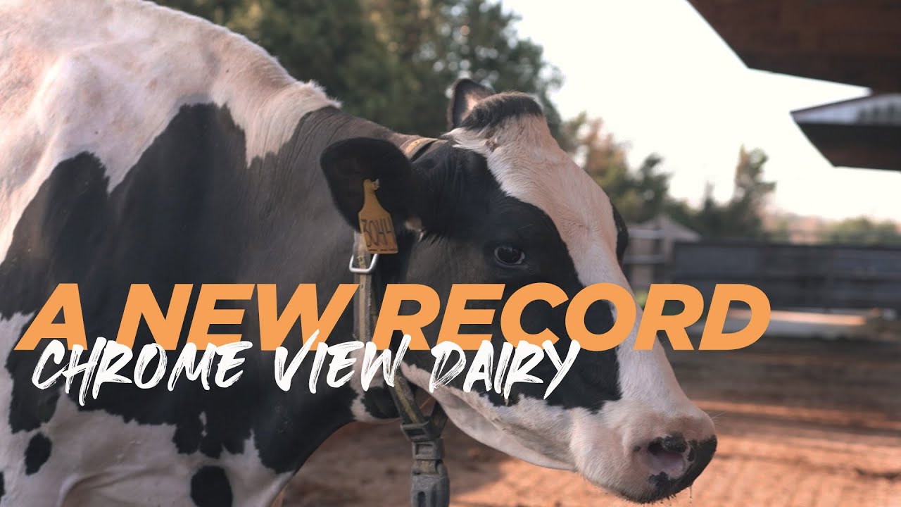 A New Milk Production Record | On the Farm With Masters Choice