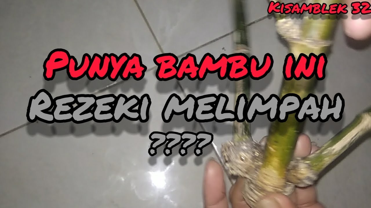 Manfaat bambu patil lele tumpang sari