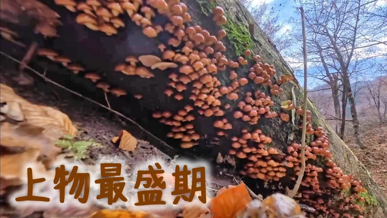 ブナなめこ最盛期