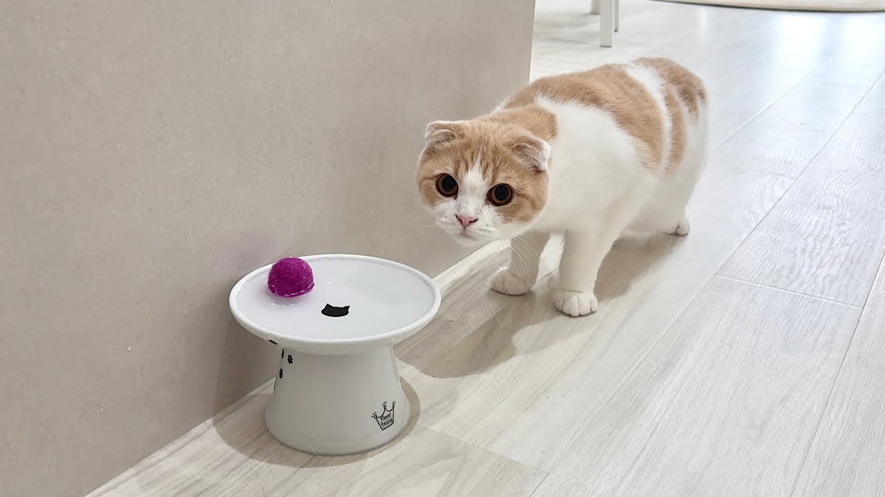 ボールを間違って飲み水に落としたら遊んでた猫がこうなっちゃいました&hellip;