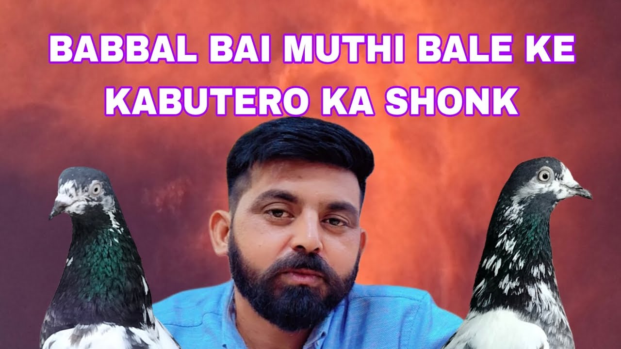 Babal bai ke kabutero ka shonk#pigeon #bird #kabootar #kabutar #jammu kabutar baaz#pigeonbird 