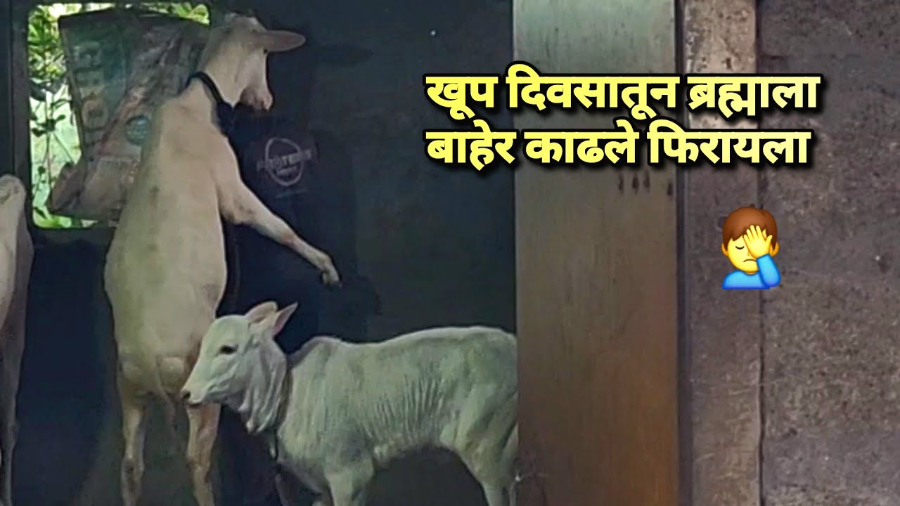 खूप दिवसातून ब्रह्माला बाहेर काढले फिरायला 🤦‍♂️ब्रम्हा माझ्या खांद्यावर उभा  | Bailgada Sharyat |