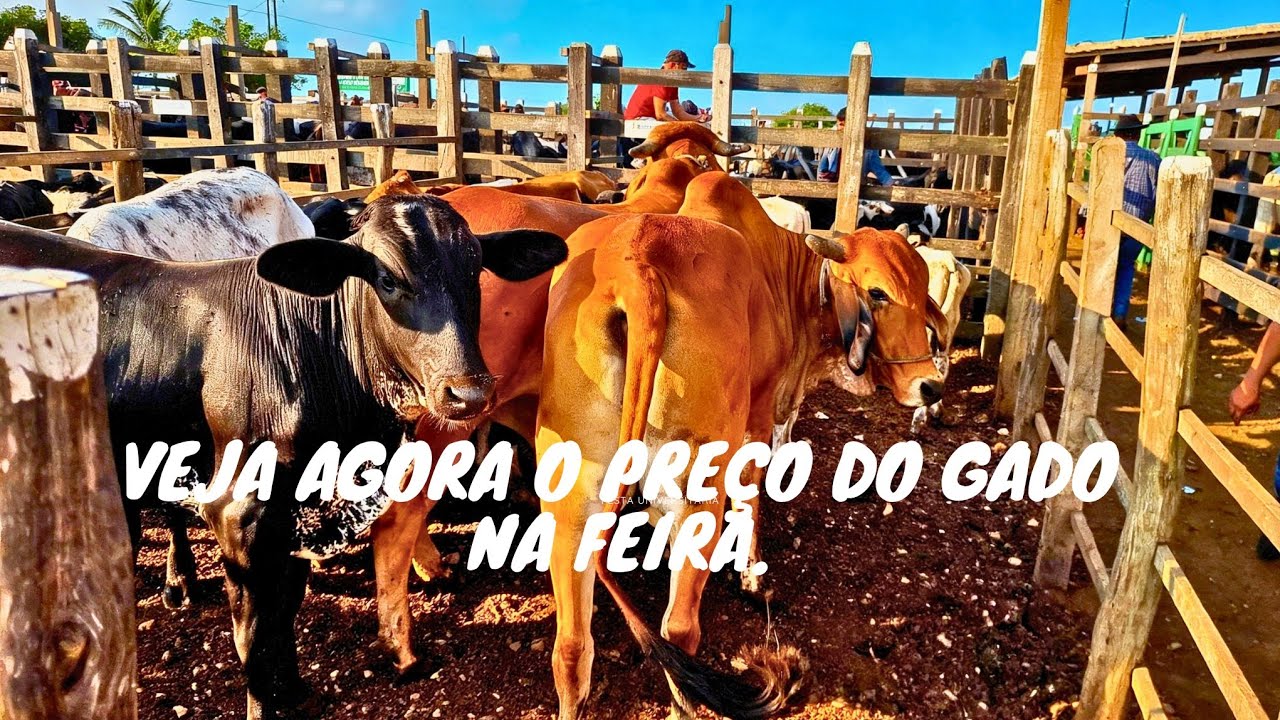 🔥🐂Feira do gado do alto Sertão Monte Alegre Sergipe 12 março 2026💥