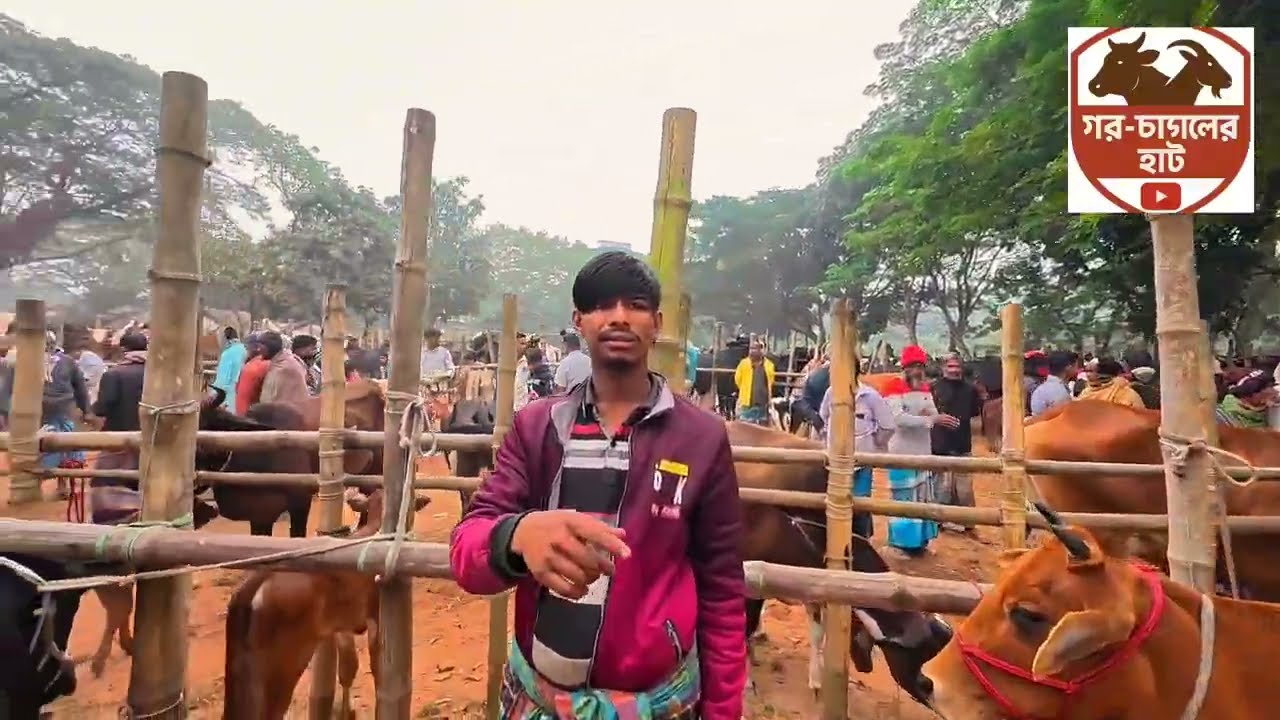 দেখুন প্রতি সোমবারে চাঁদপুরের সফরমালি গরুর হাটে কী পরিমাণ গরু ওঠে ।। কুমিল্লা নোয়াখালী শরীয়তপুর