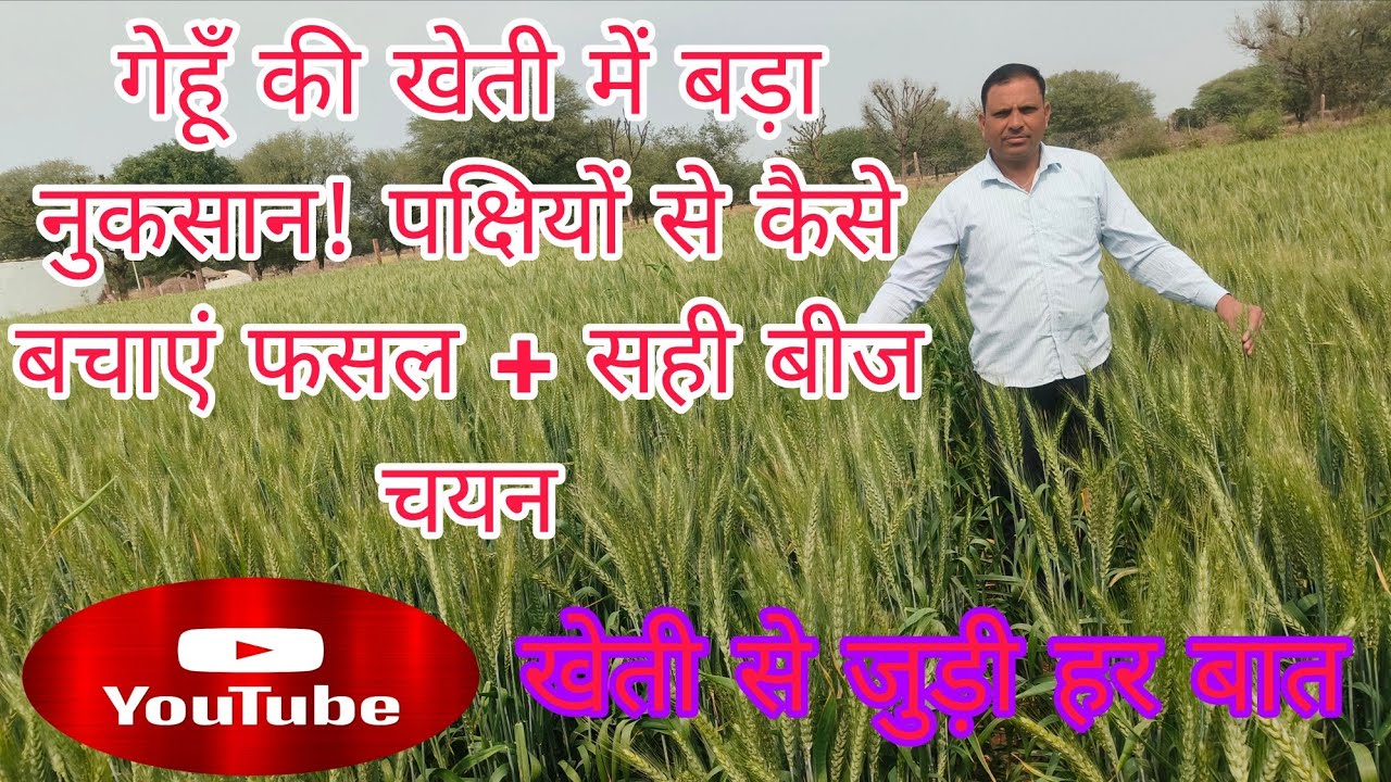 गेहूँ का बीज कैसे चुनें?🌾 पक्षियों से फसल बचाने का पूरा तरीका #krishi #gehunkikheti#tractor #farmer 