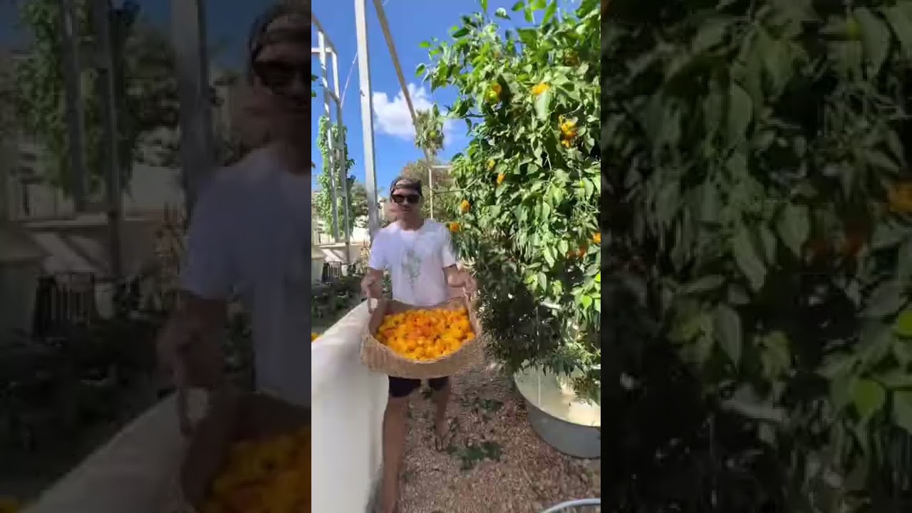 Hot Habanero Harvest #habanero #chili #verticalfarming #towergarden #aeroponics #peppers