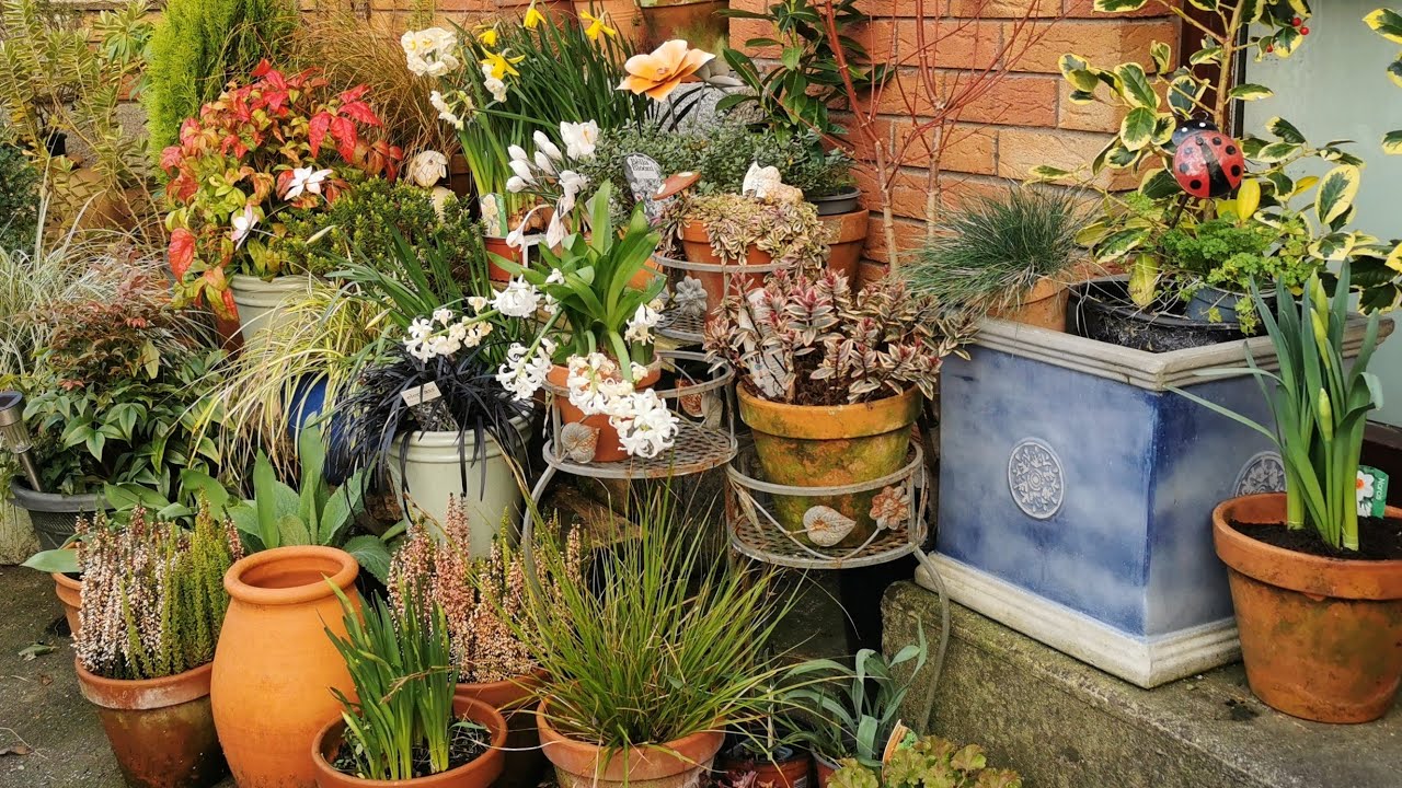 Small Garden Colour in Early March | Beautiful Spring Bloom!