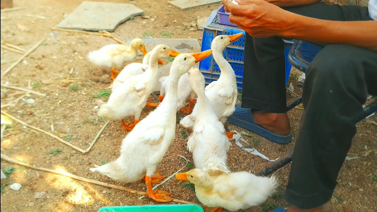 Cute Ducklings Daily Routine 🐥 | Feeding, Playing & Bath Time Fun | Ducklings Care Vlog