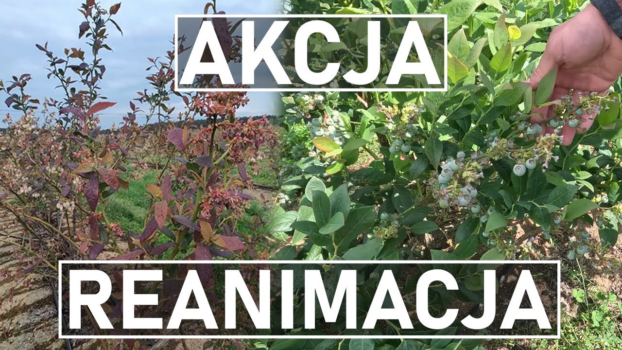 Reanimacja krzewów borówki po przymrozkach