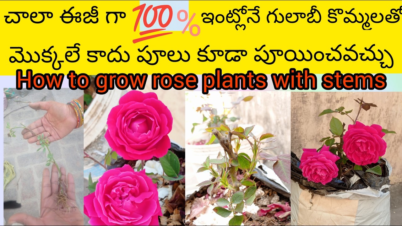 గులాబీ కొమ్మలతో పెంచే మొక్కకి పూలు కూడా  పూయించవచ్చు. వీడియో మొత్తం చూస్తే మీకే అర్థం అవుతుంది