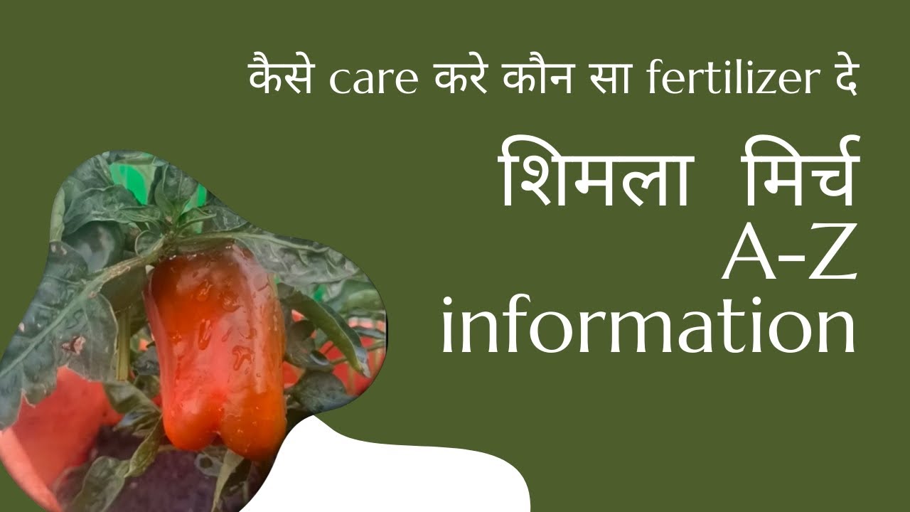 सारी जानकारी एक video main. All about capsicum #terracegardening #gardening #lakshivgardening 