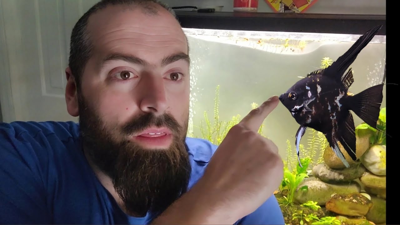 Our Angel Fish Has Hole In The Head Disease!?