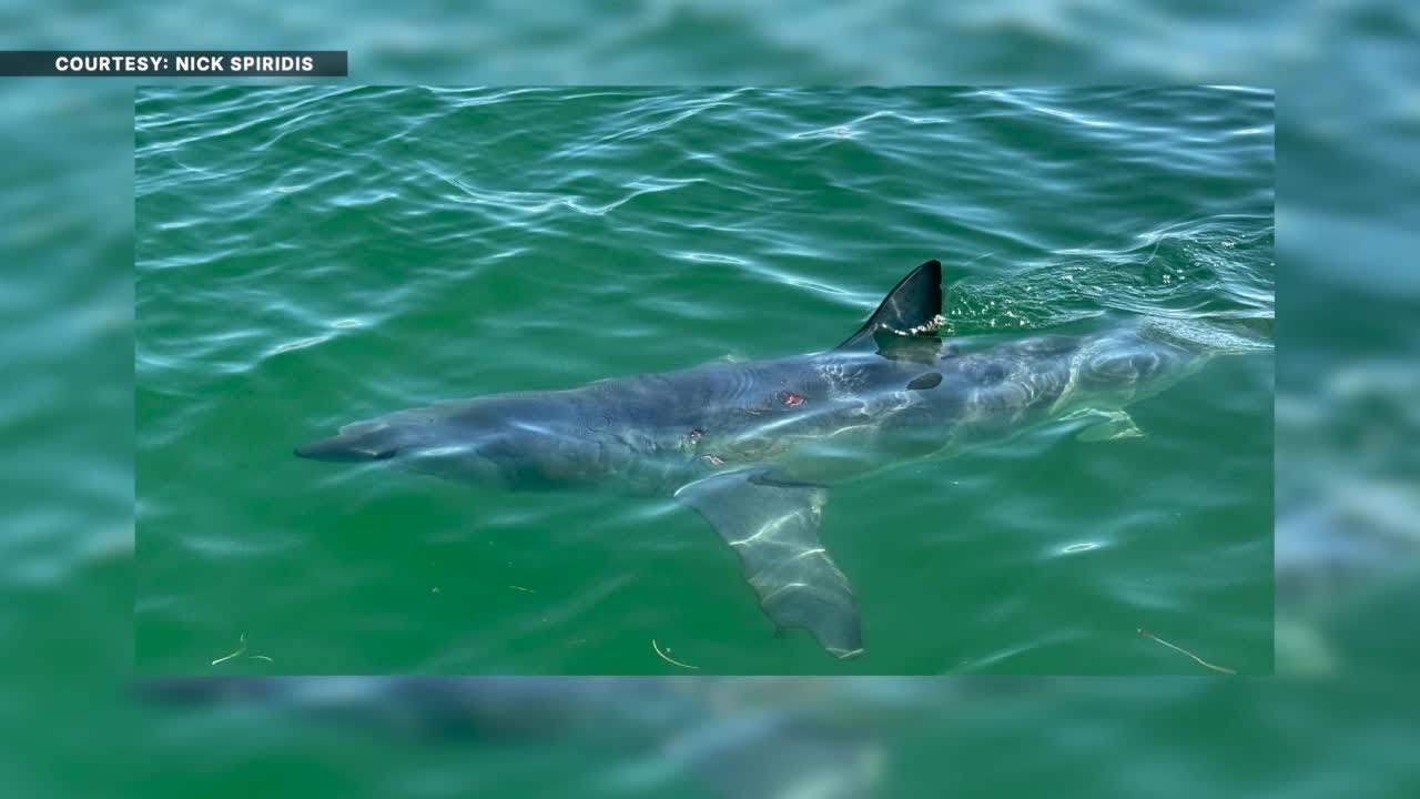 Shark steals the show off Honeymoon Island in once-in-a-lifetime sighting