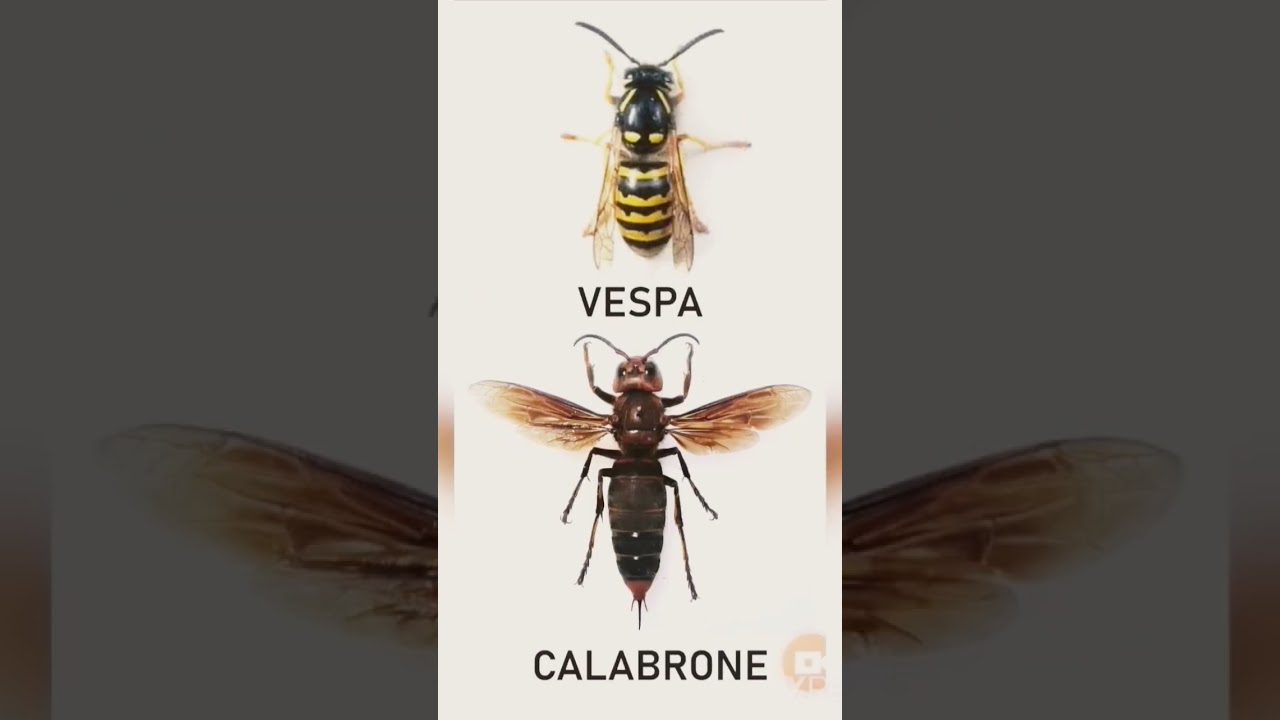 ape e bombo vs vespa e calabrone