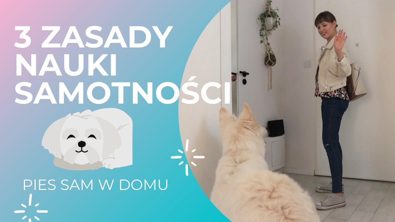 Jak przyzwyczaić psa do zostawania samemu w domu? Nauka samotności szczeniaka 🐶