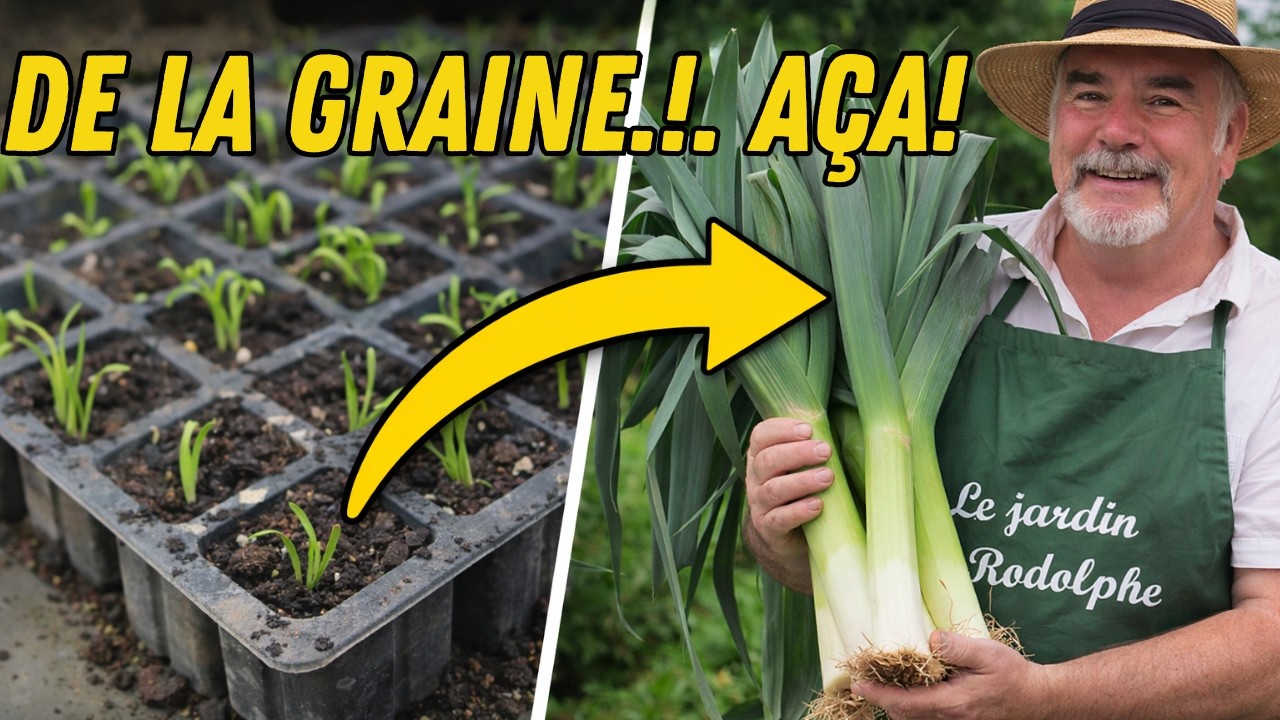 Avoir de gros poireaux ? Tout se joue au semis !