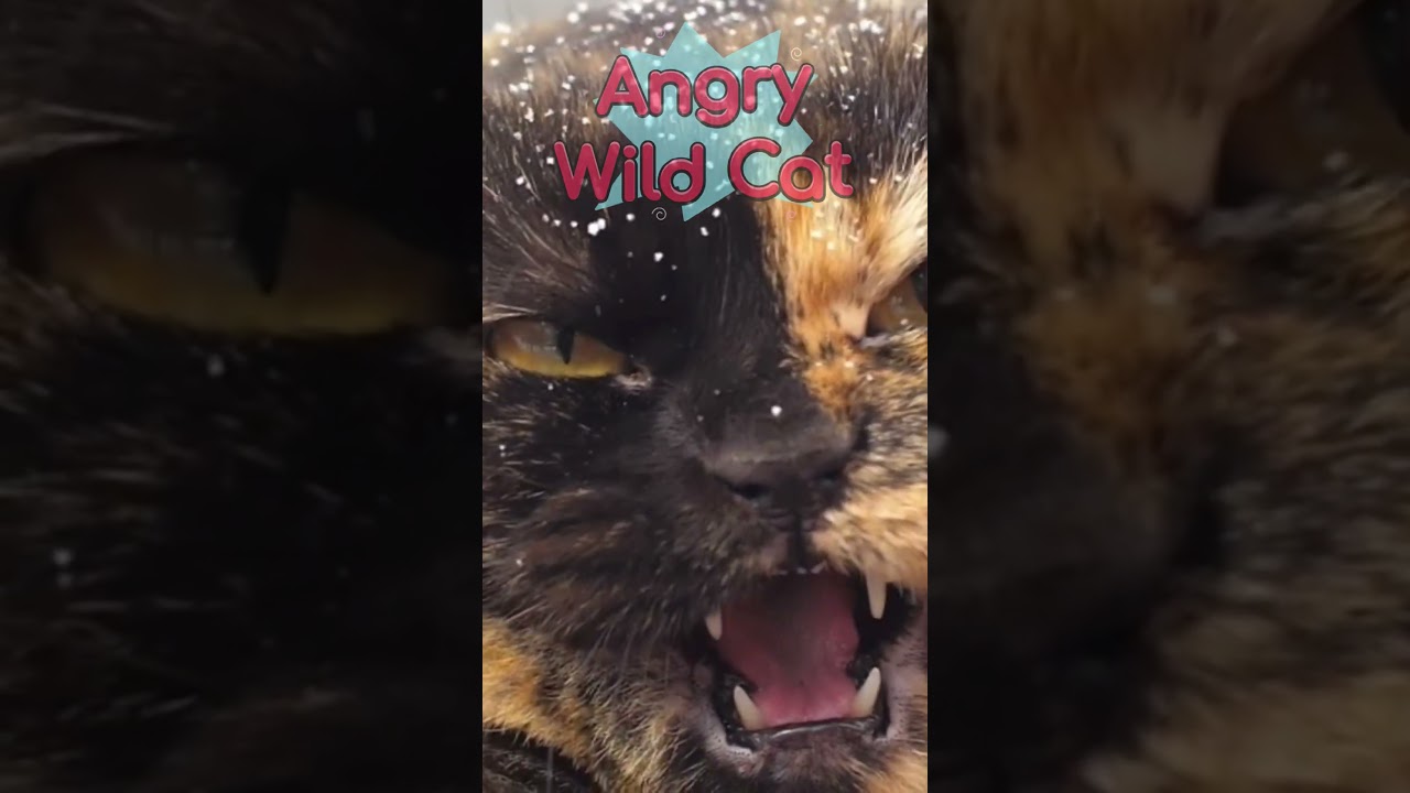 Wild Cat moaning 