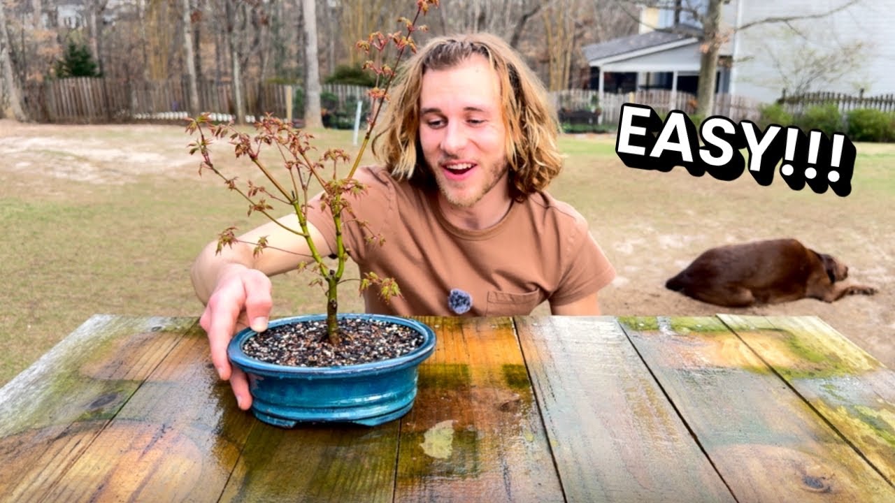 Making a Japanese Maple Bonsai Tree EASY