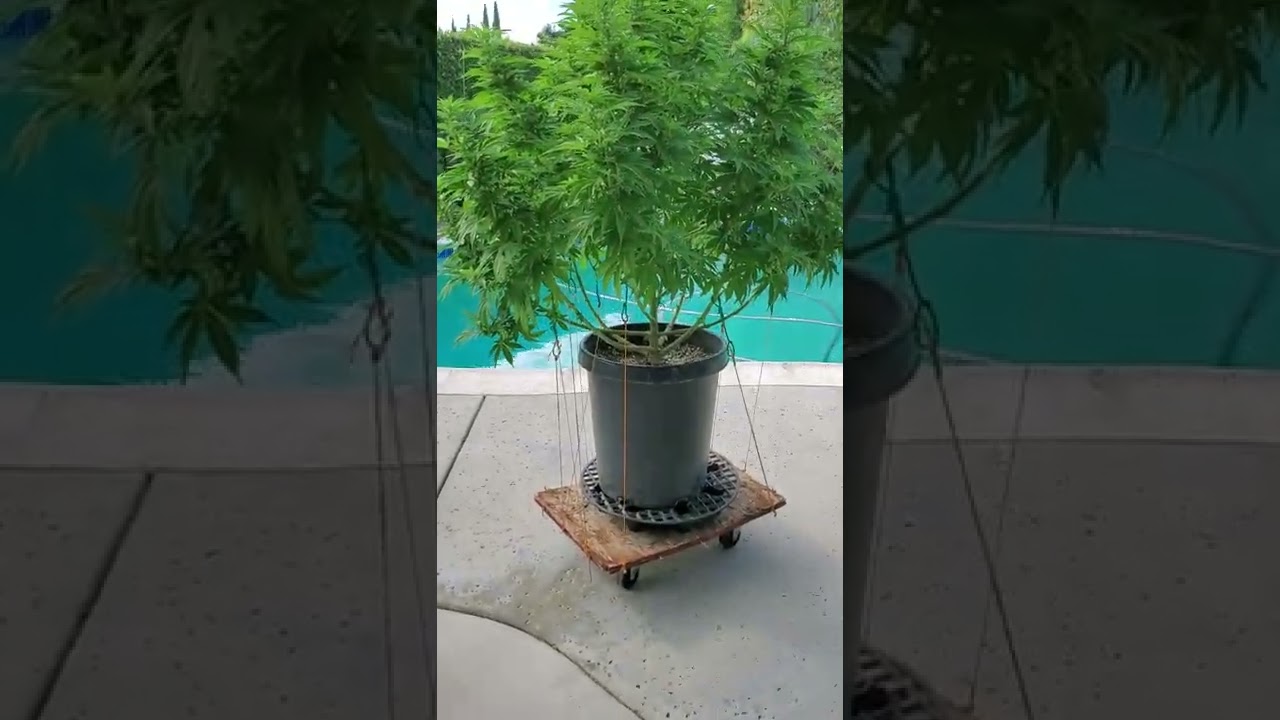 SoCal Outdoor Grow (Beginner) 2022 - Early Flower, Aug 1st