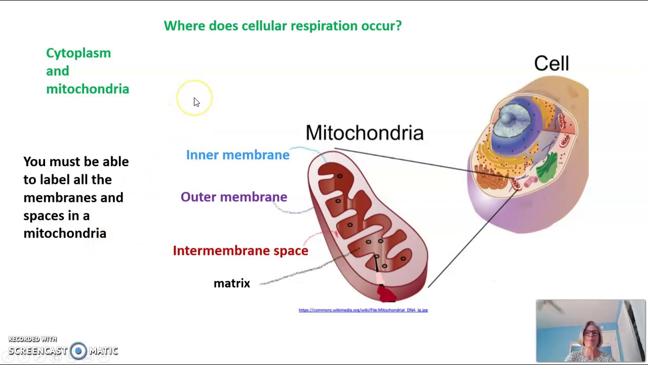 Introduction to cellular respiration