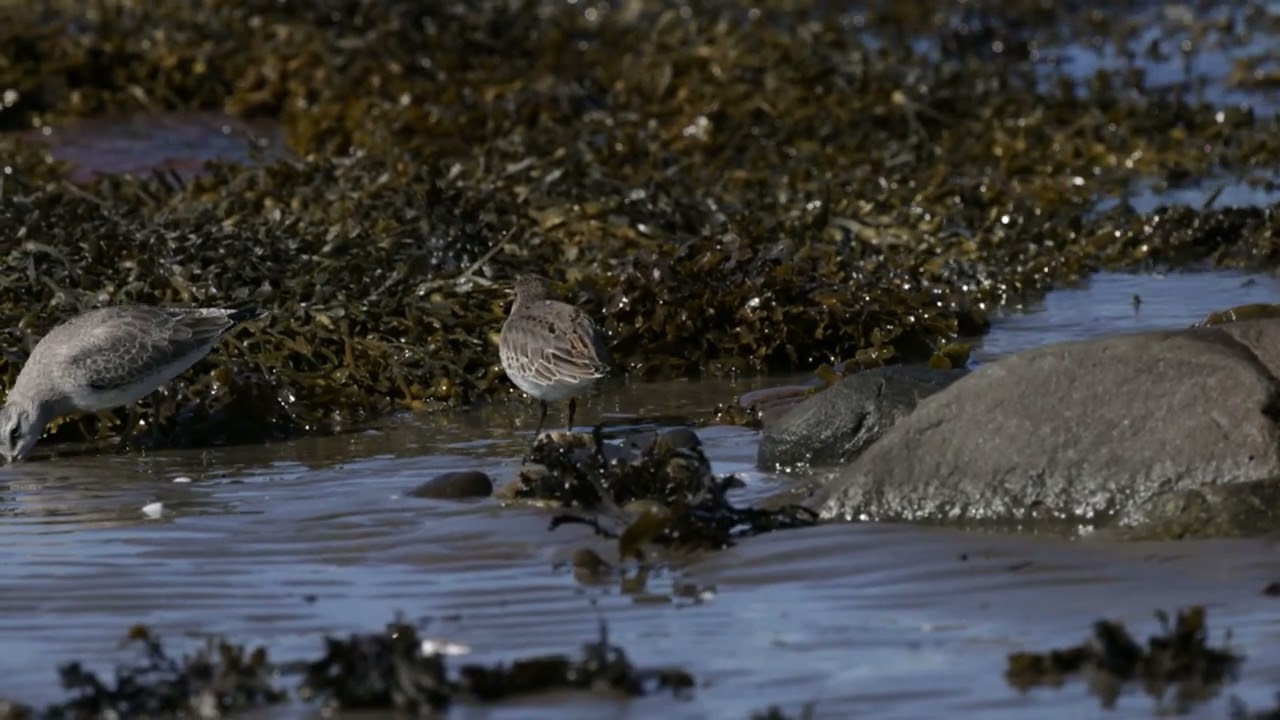 Limicoles en migration automnale / Shorebirds in autumn migration