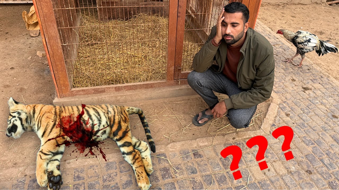 Tiger Mar Gaya Kia?💔