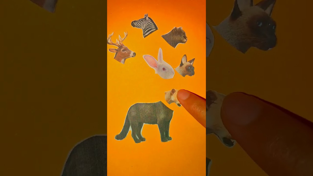 Mencocokkan gambar hewan panther/puma‼️ gambar hewan #shorts #animalslover #funnyvideo #puzzlegame