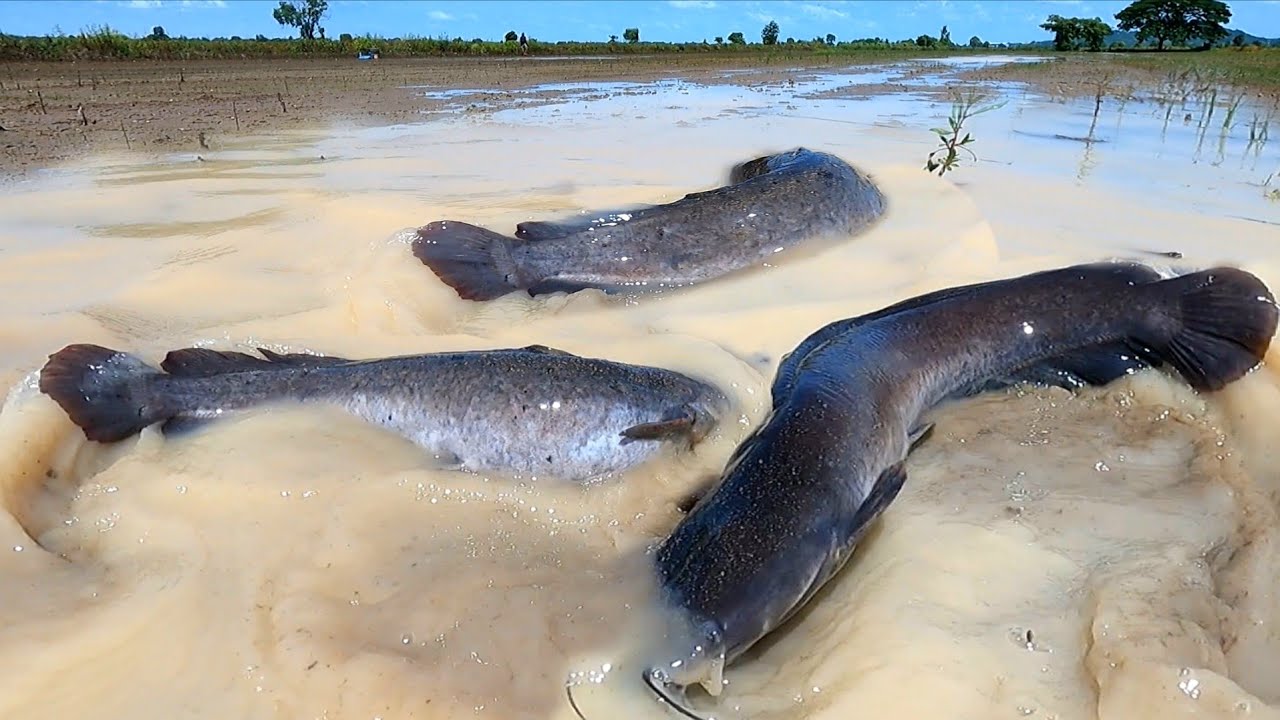 WOW WOW  ! Catch a lot of fish in the rice fields near the village.