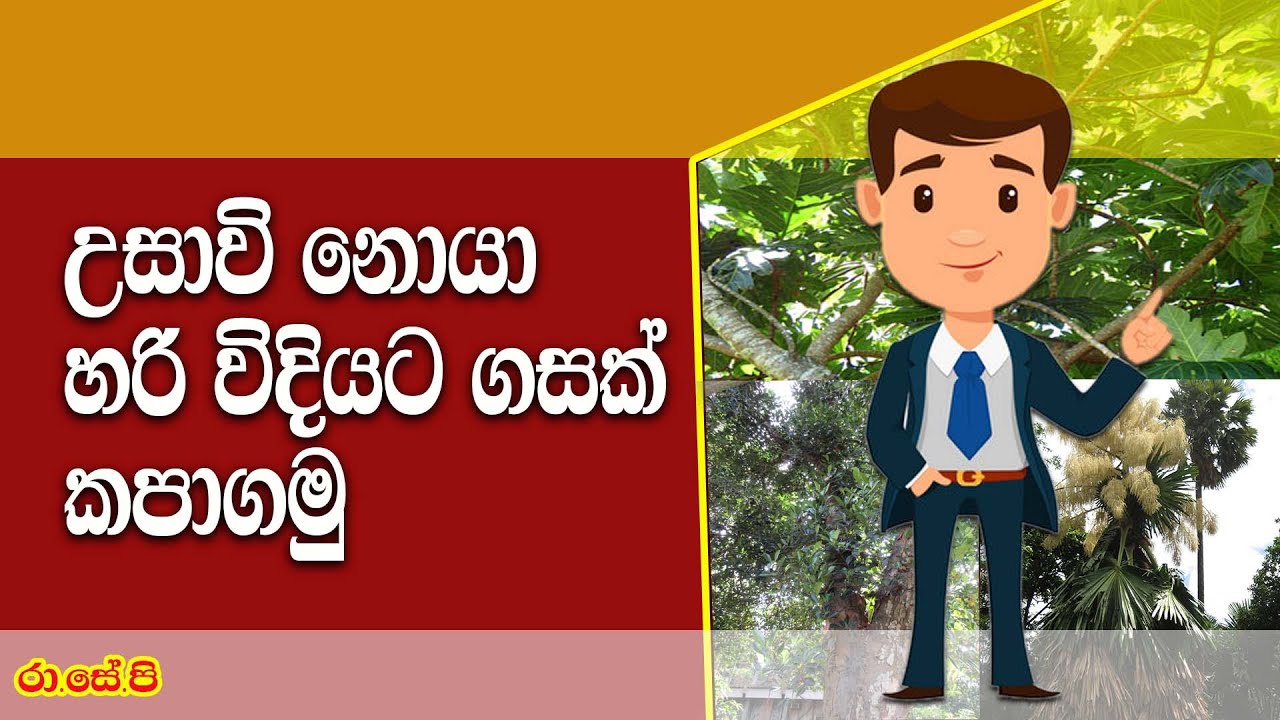 දැව හෙළීම් බලපත්‍රයක් ලබා ගමු  | Get a Tree felling permit