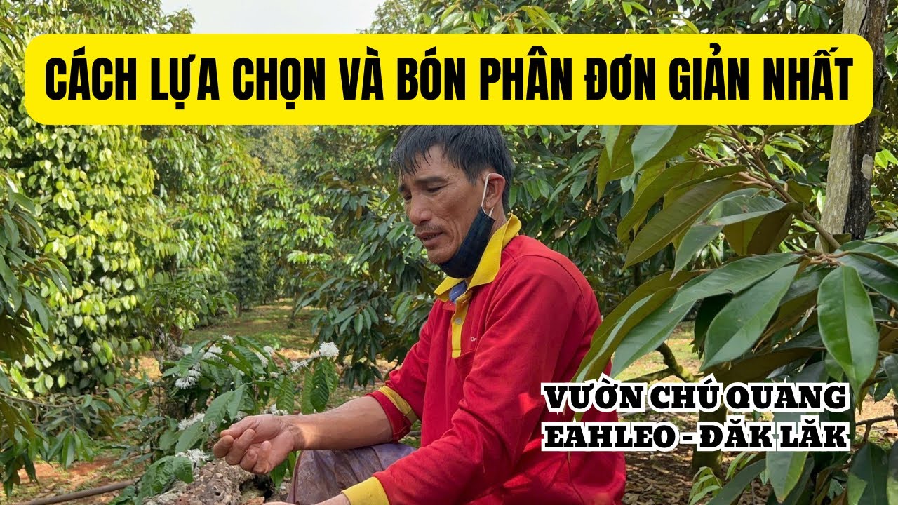 CÁCH MUA PHÂN BÓN CHO SẦU RIÊNG