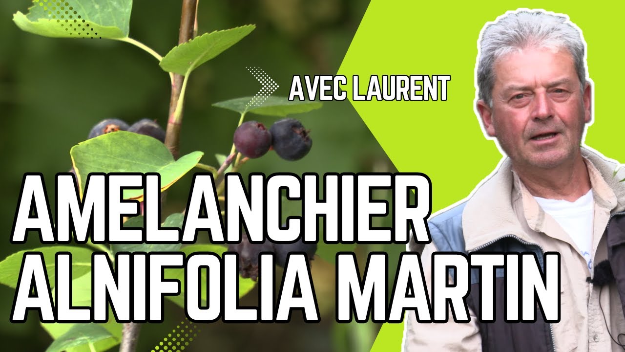 L’AMÉLANCHIER MARTIN, un PETIT FRUITIER PLEIN de PROMESSES