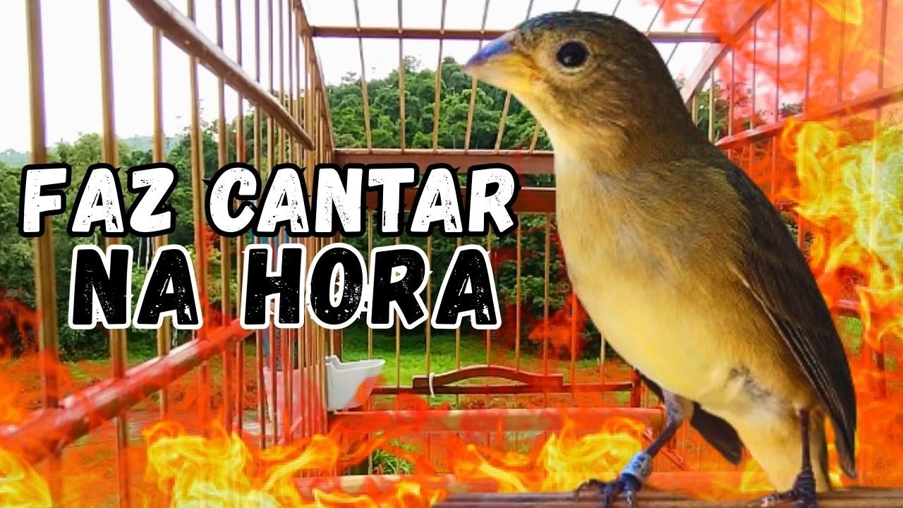 Melhor Piado de fêmea de papa capim para Foguear Papa capim tui tui com Piado de fêmea de papa-capim