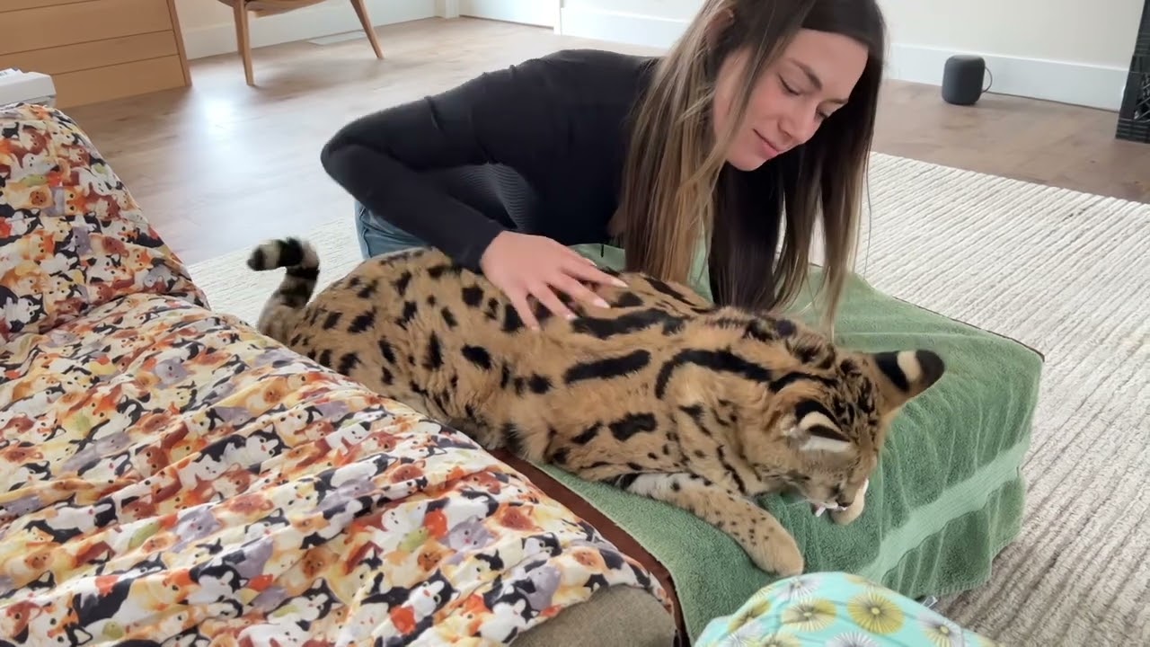 African Servals love cuddles!